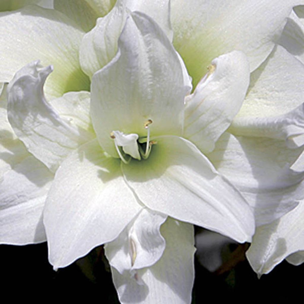 Amaryllis Double Ice Queen