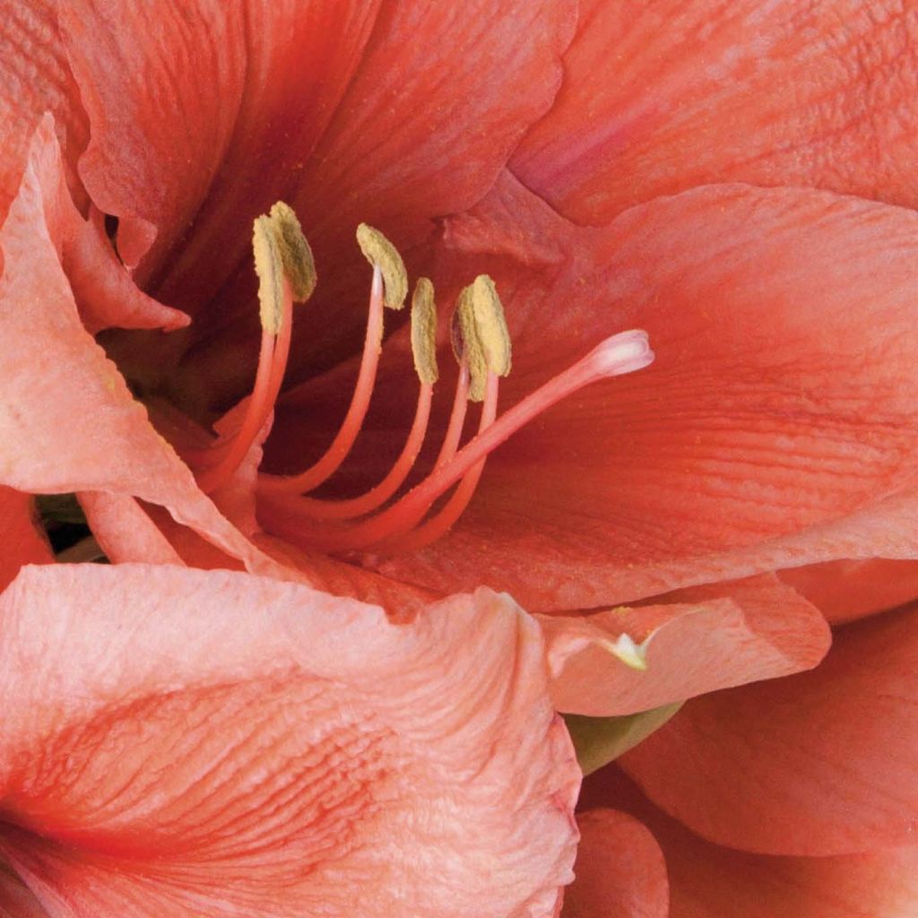 Amaryllis Rilona - Hippeastrum