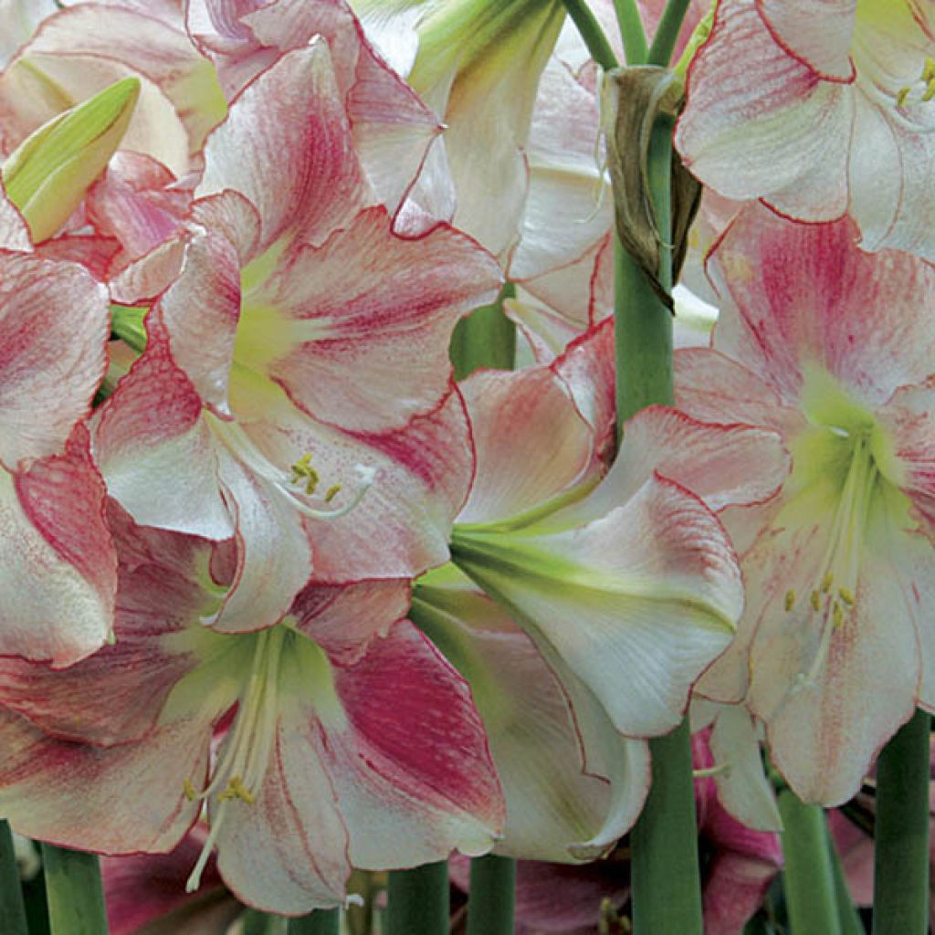 Amaryllis San Remo