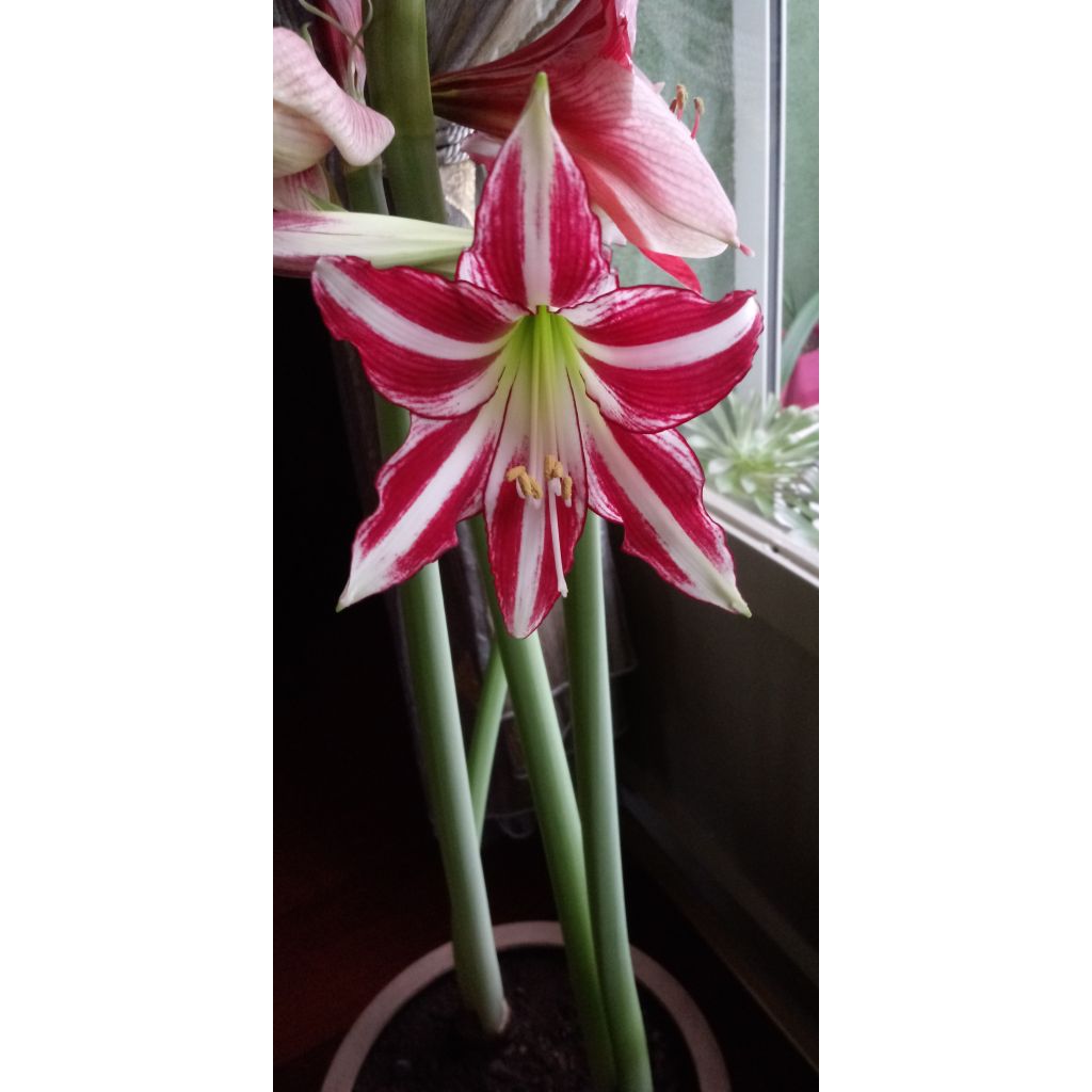 Amaryllis Santiago - Hippeastrum