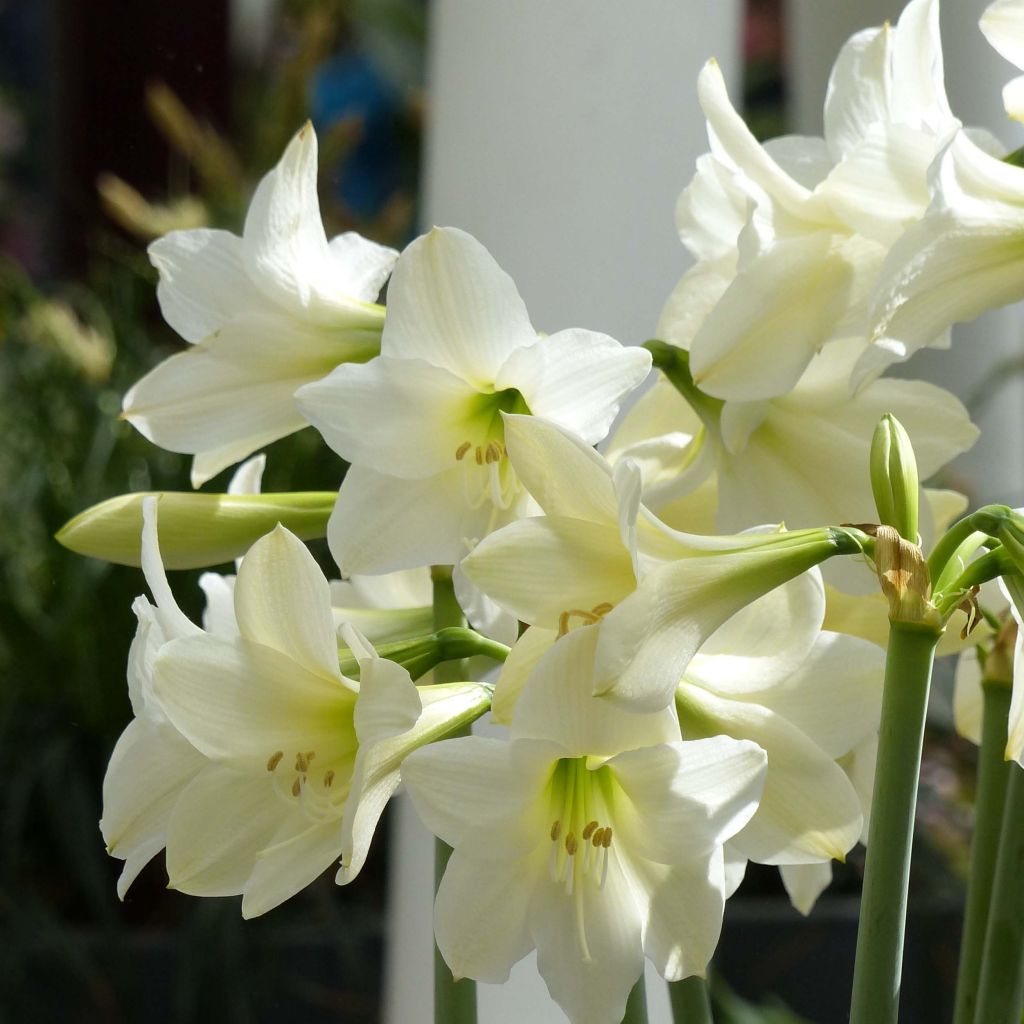 Amaryllis White Rascal - Hippeastrum sonatini