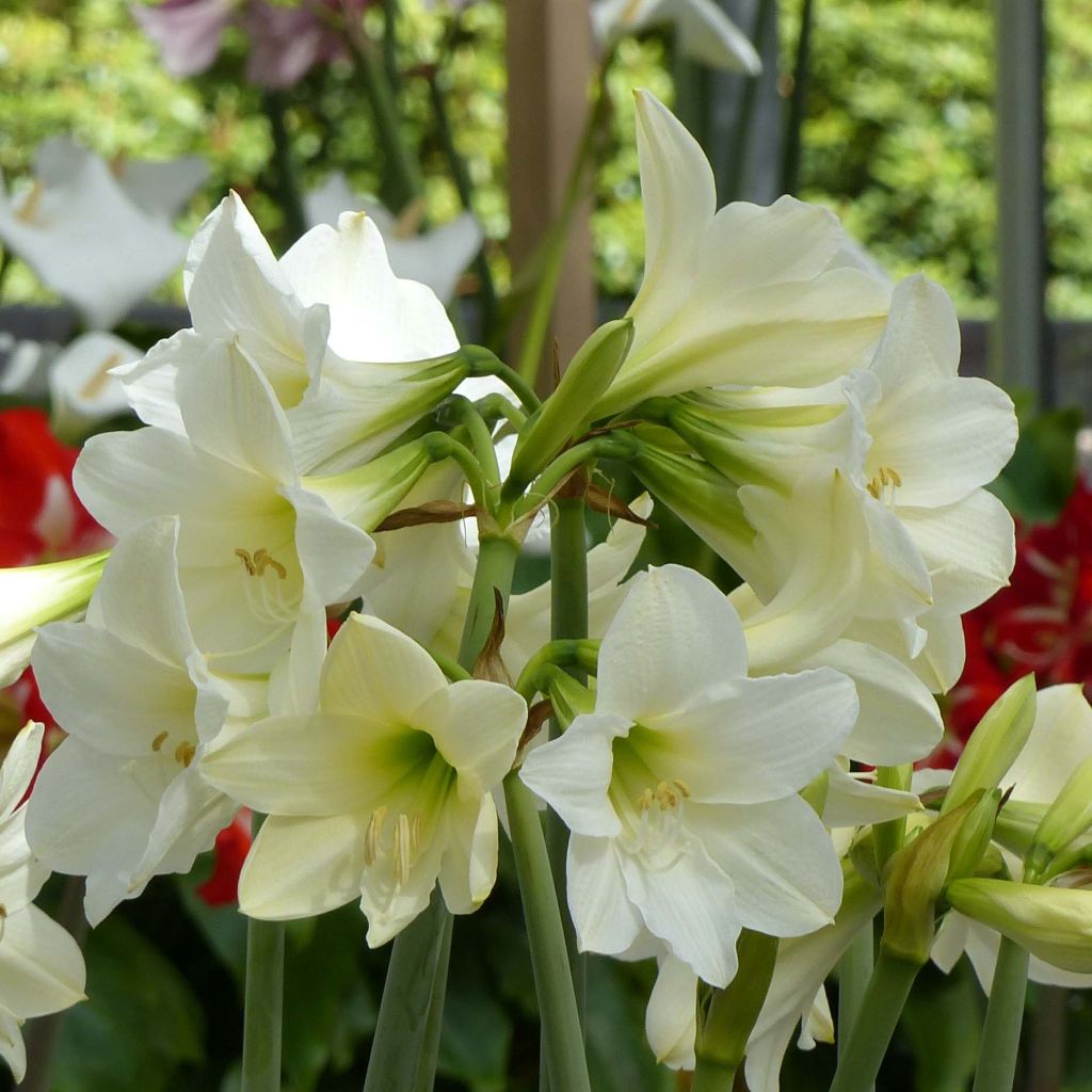 Amaryllis White Rascal - Hippeastrum sonatini