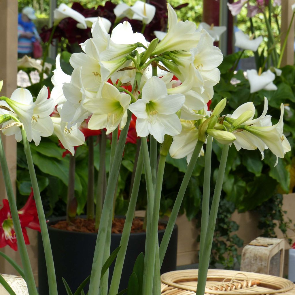 Amaryllis White Rascal - Hippeastrum sonatini