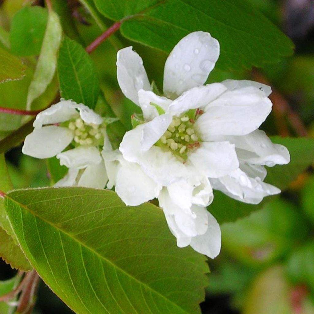 Guillomo de Saskatchewan Saskatoon Berry - Amelanchier alnifolia