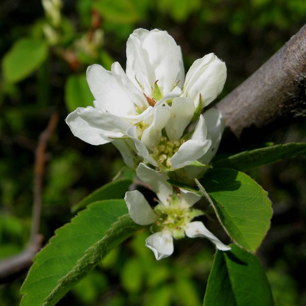 Guillomo de Saskatchewan Saskatoon Berry - Amelanchier alnifolia