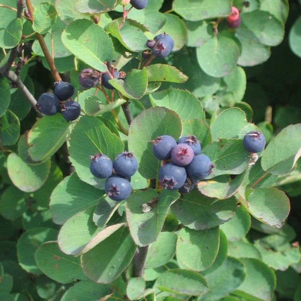 Guillomo de Saskatchewan Saskatoon Berry - Amelanchier alnifolia