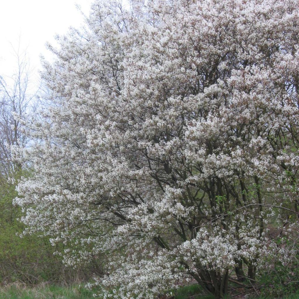 Amelanchier lamarckii - Guillomo nevado