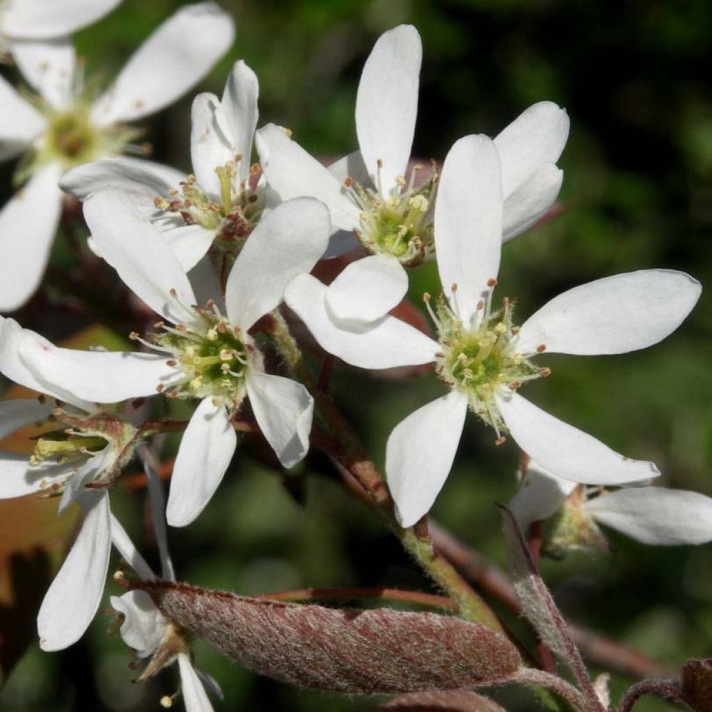 Amelanchier lamarckii - Guillomo nevado