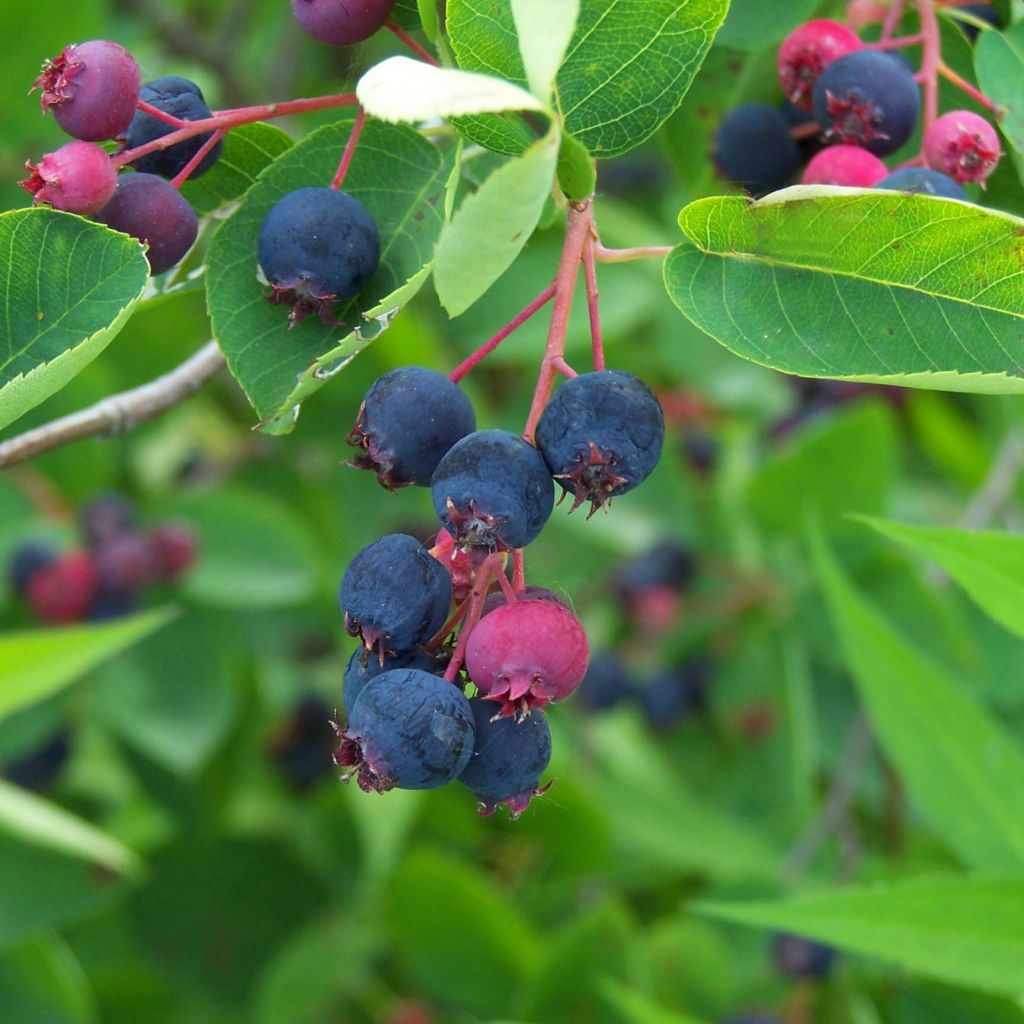 Amelanchier lamarckii - Guillomo nevado