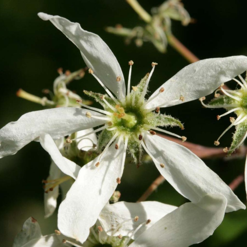 Amelanchier lamarckii - Guillomo nevado