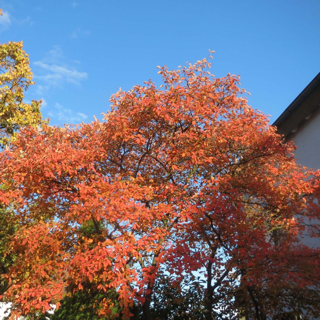 Amelanchier lamarckii - Guillomo nevado