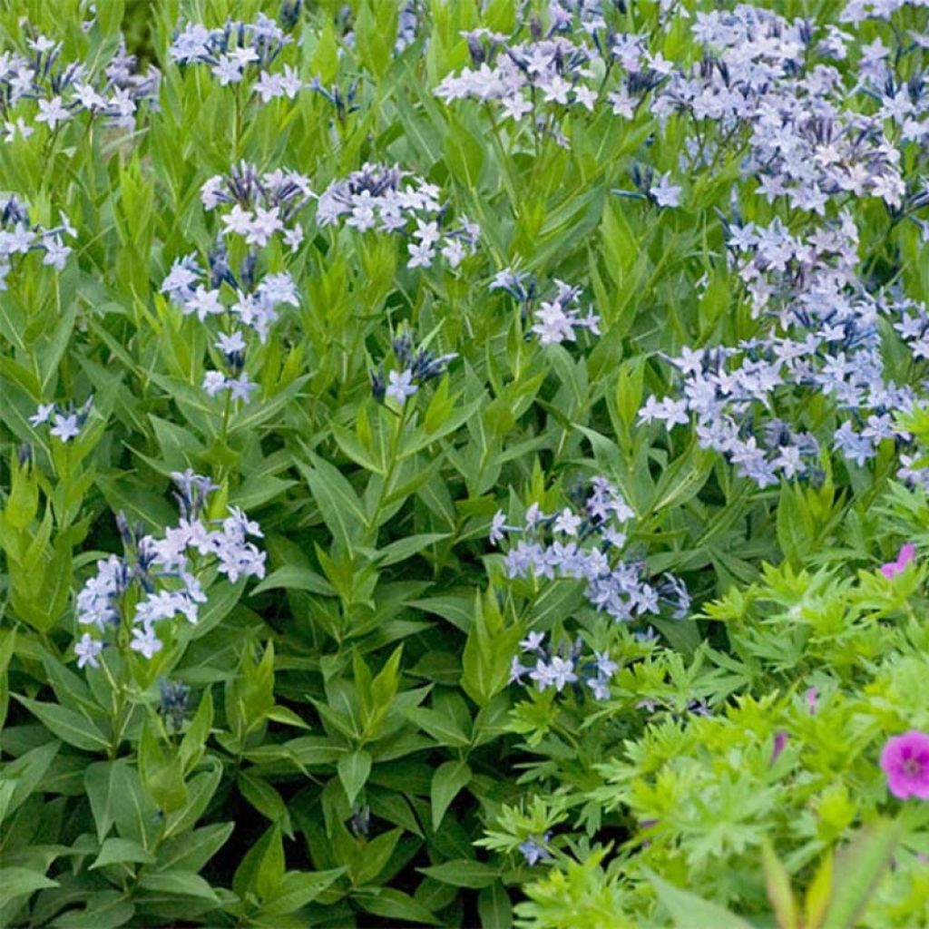 Amsonia tabernaemontana Storm Cloud