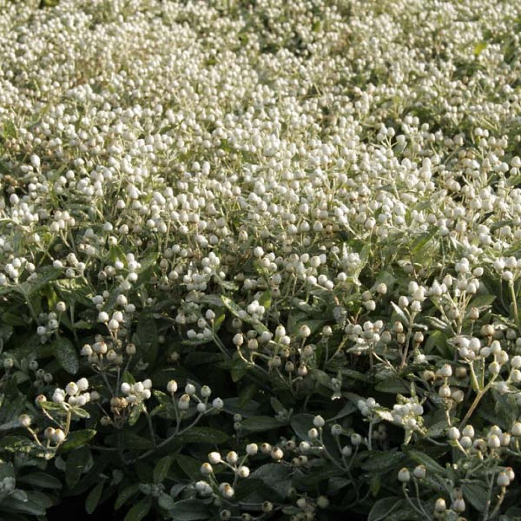 Anaphalis triplinervis - Immortelle de l'Himalaya