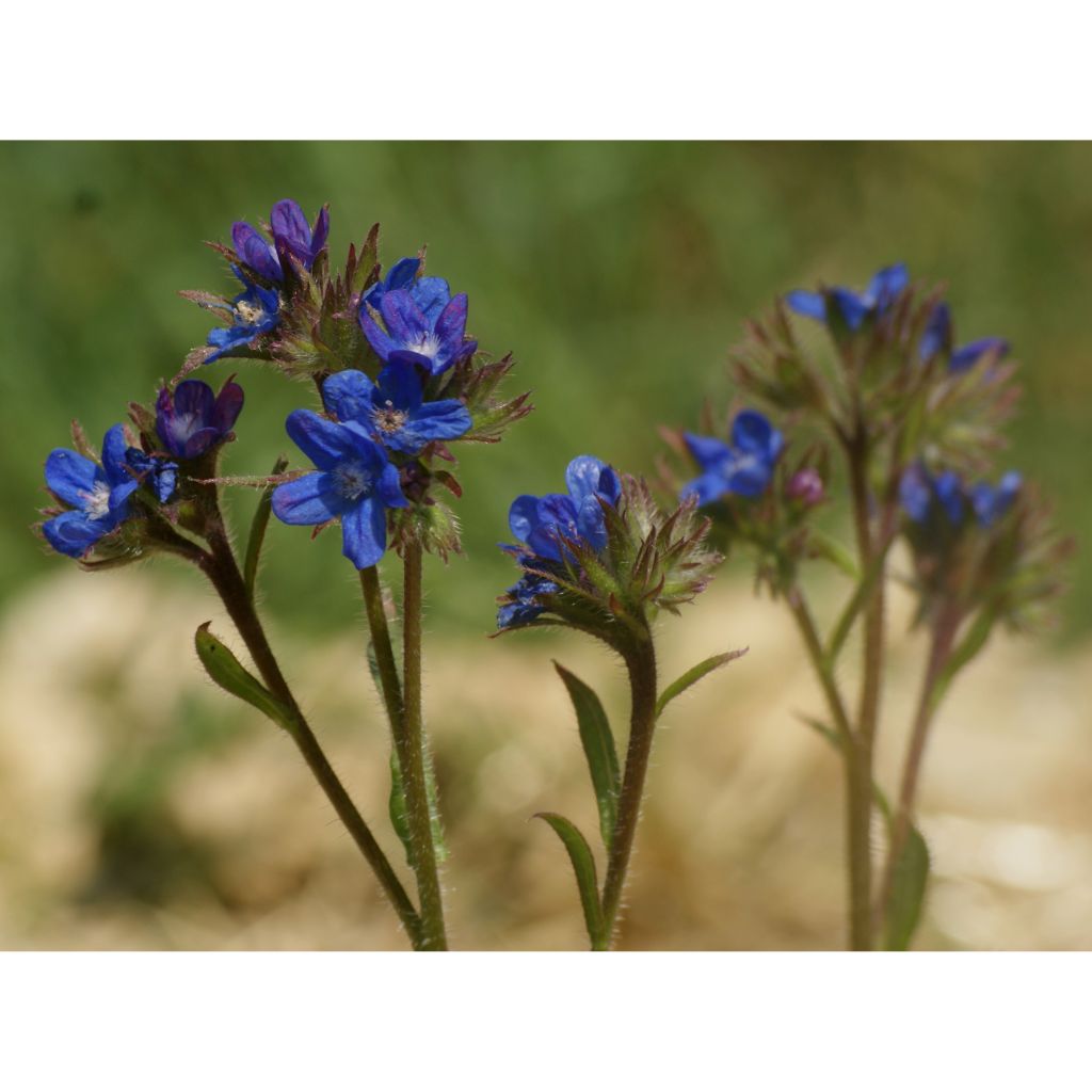 Anchusa azurea Dropmore