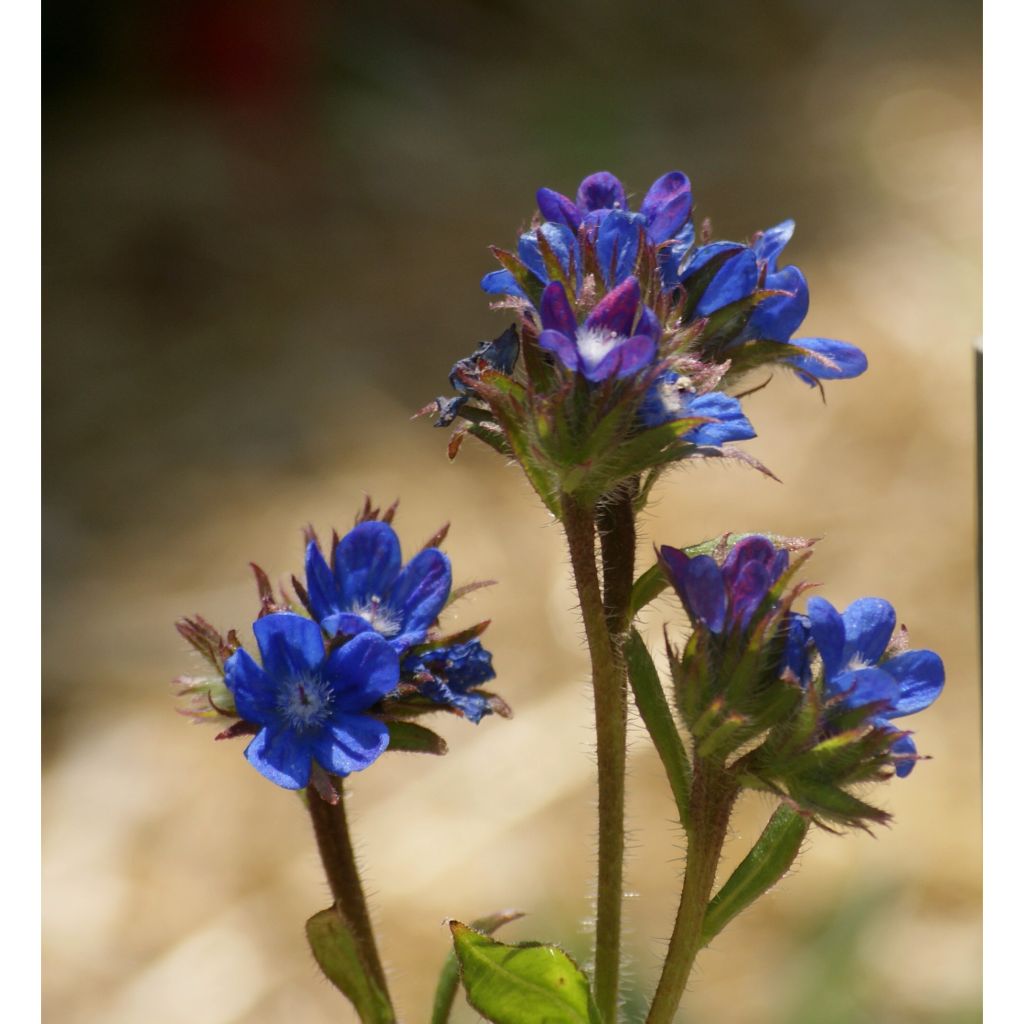 Anchusa azurea Dropmore