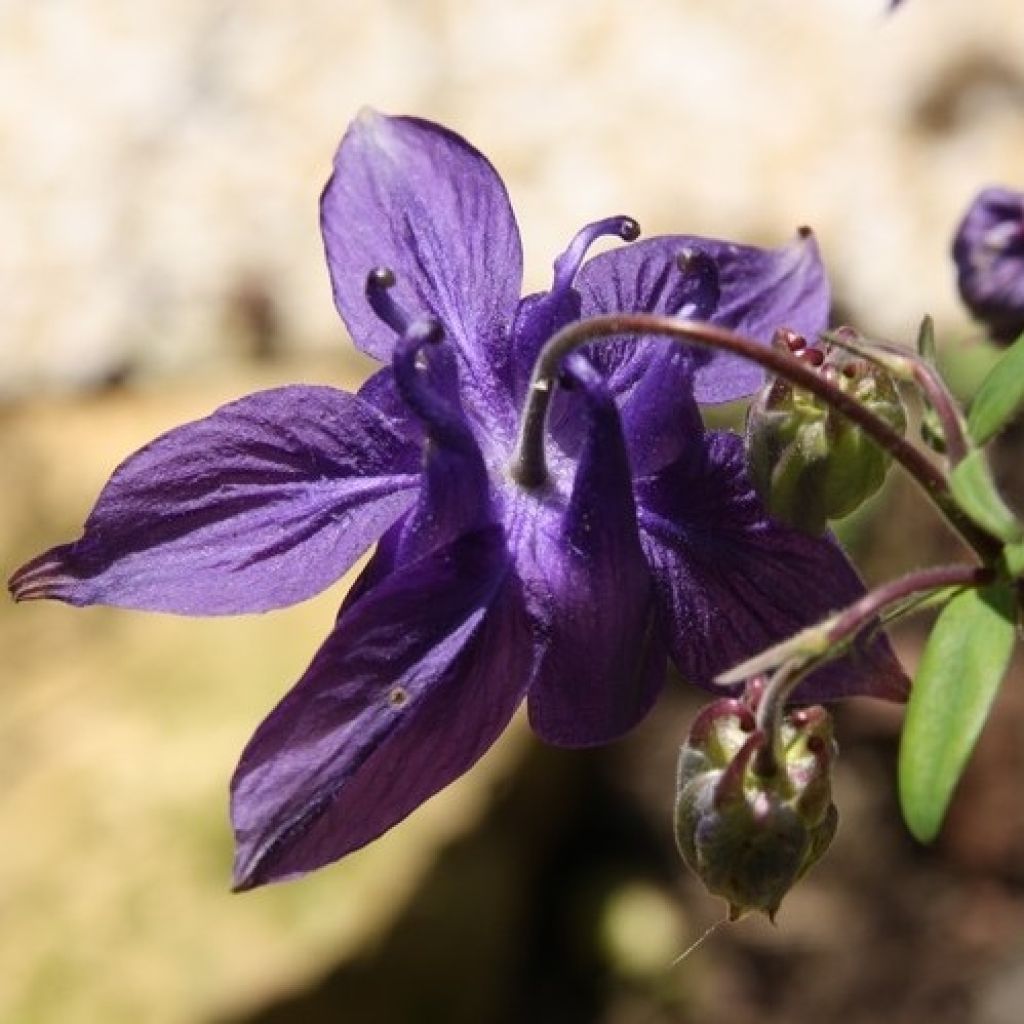 Aquilegia alpina - Aguileña