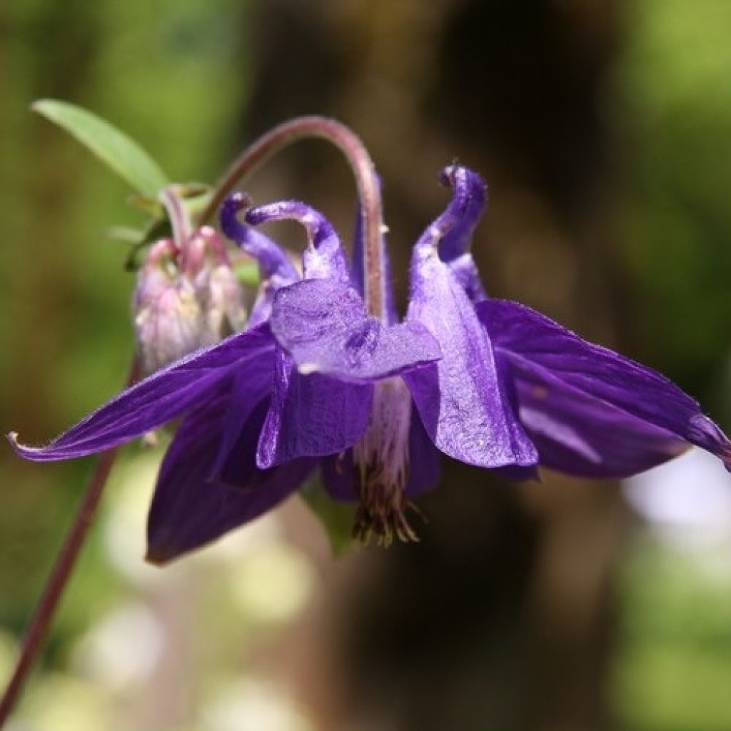 Aquilegia alpina - Aguileña