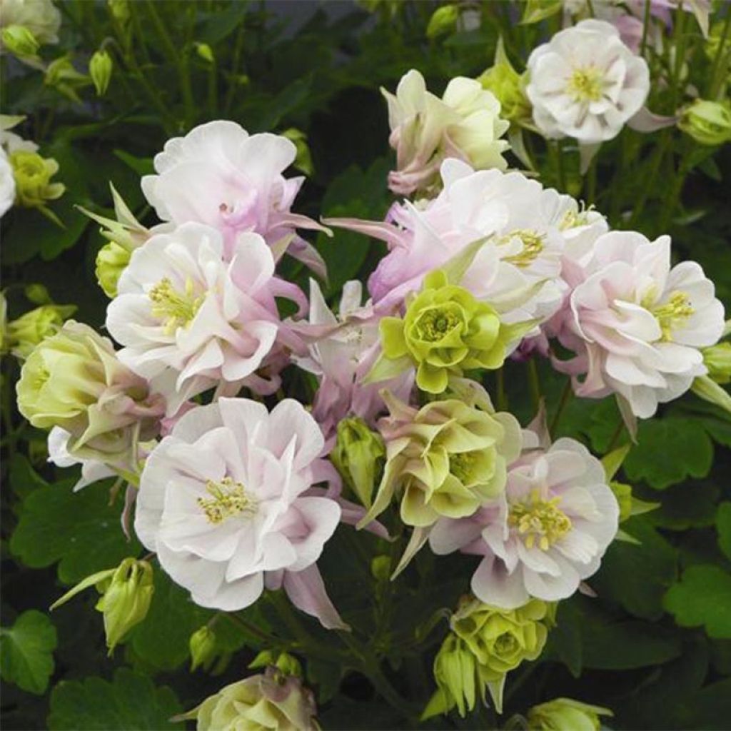 Aquilegia Winky Double Rose White