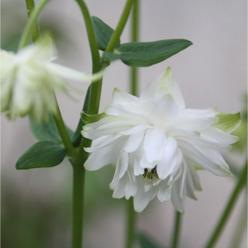 Aquilegia Green Apples