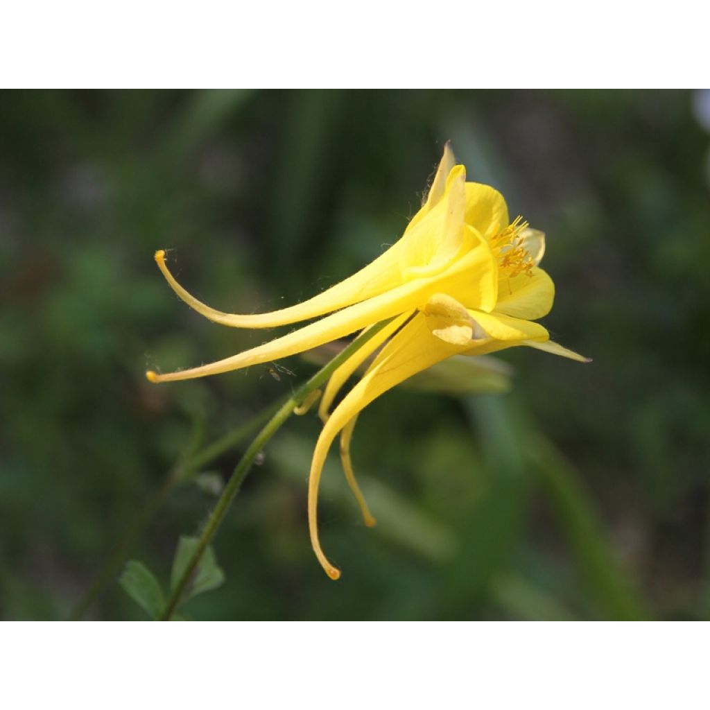 Aquilegia chrysantha Yellow Queen