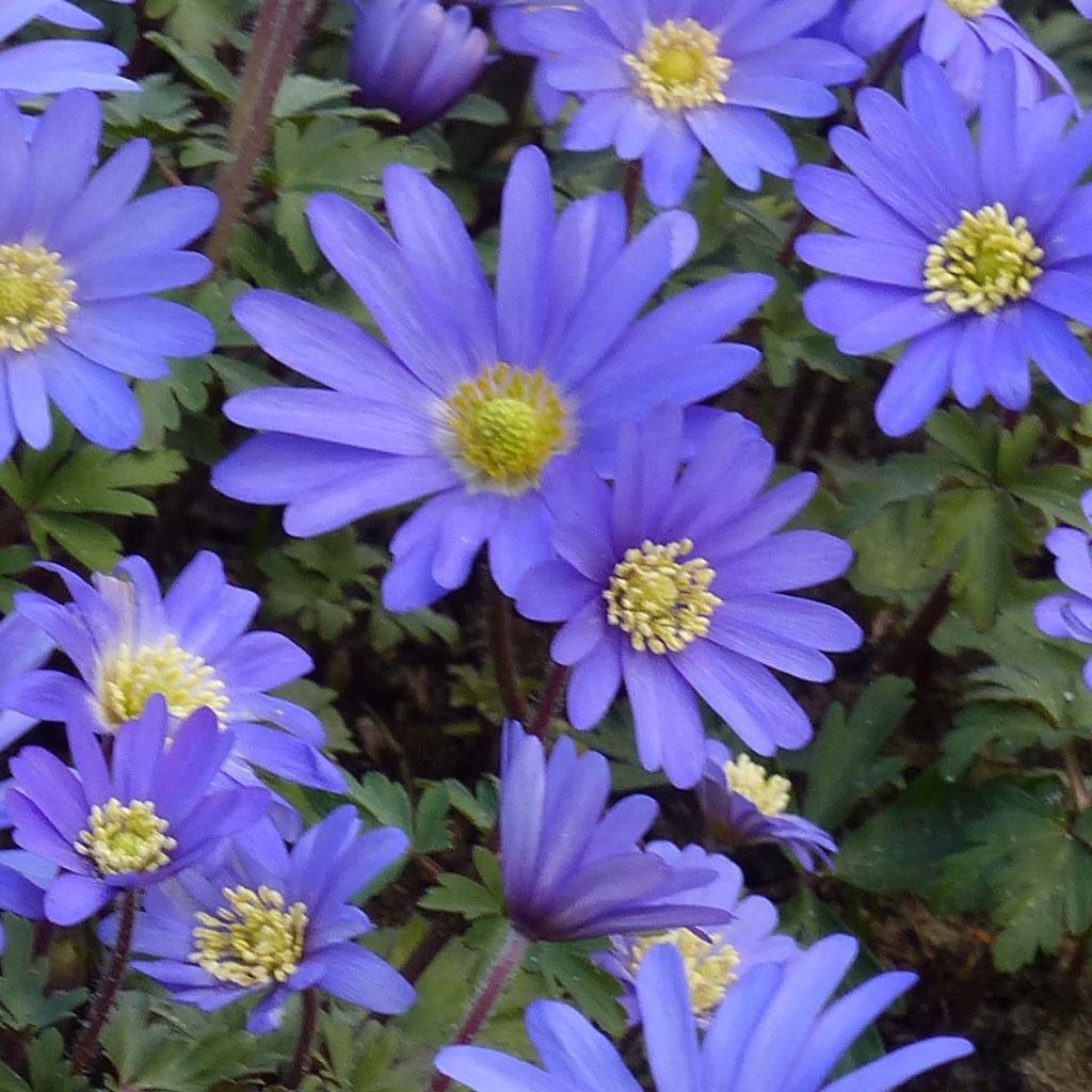 Anemone blanda Blue Shades