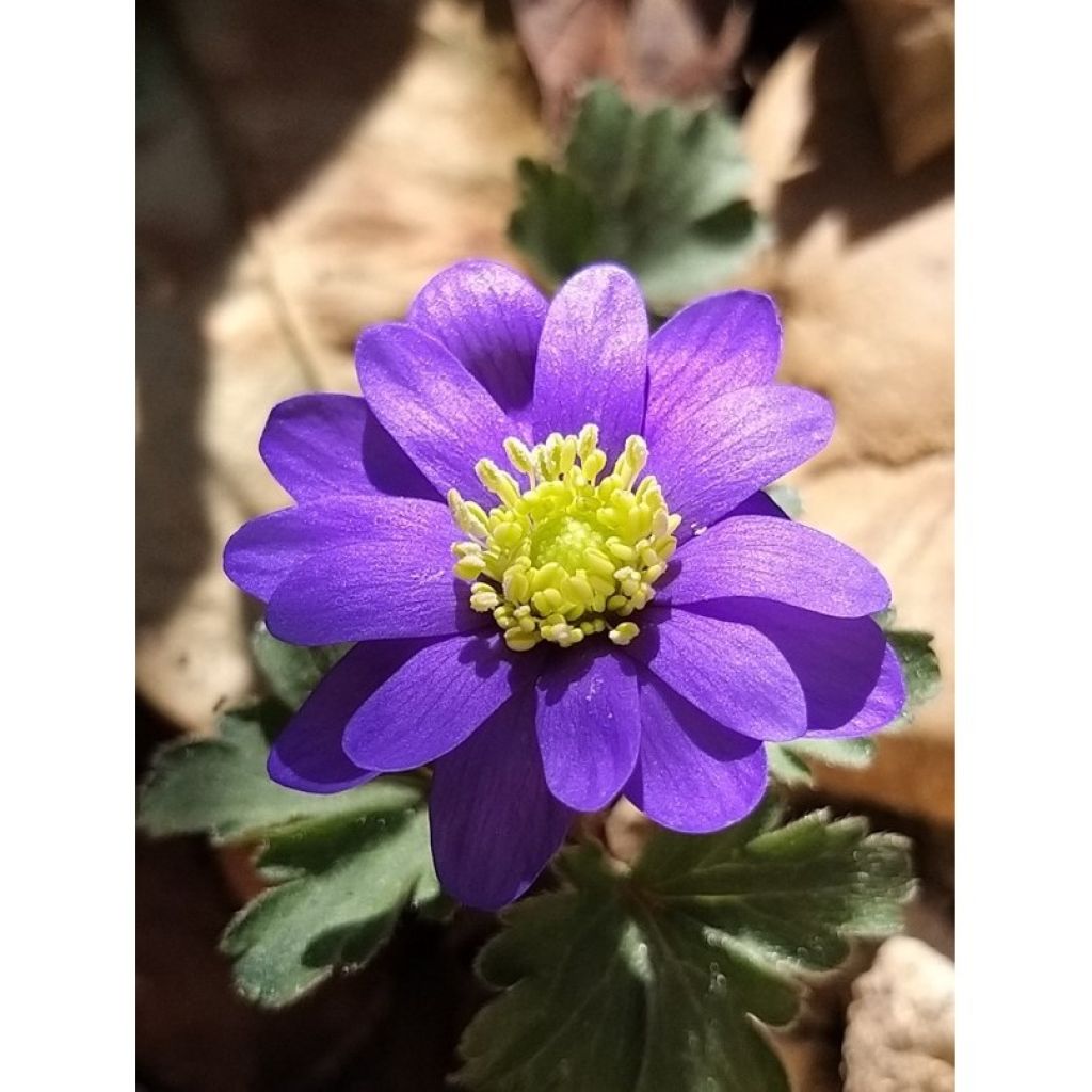 Anemone blanda Blue Shades