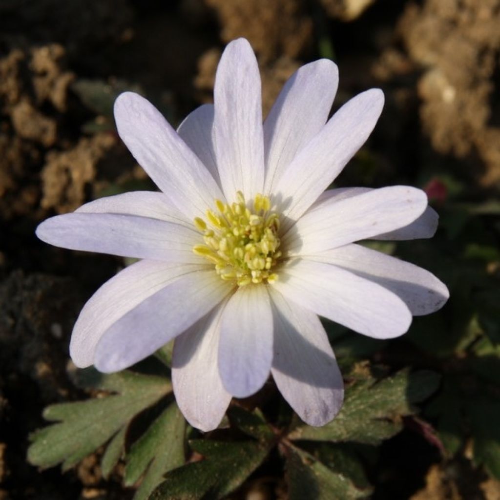 Anemone blanda White Splendour