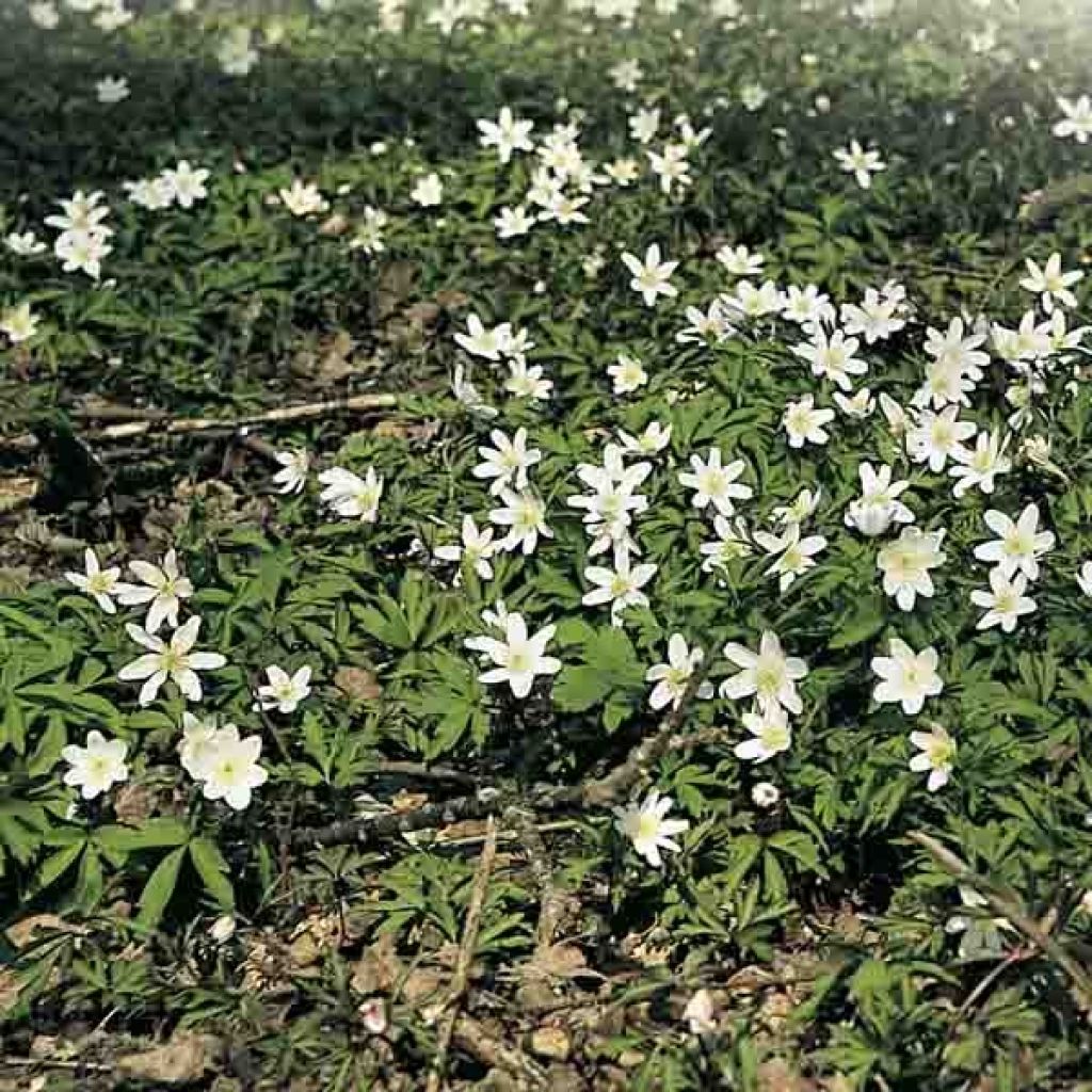 Anemone nemorosa - Anémona de bosque