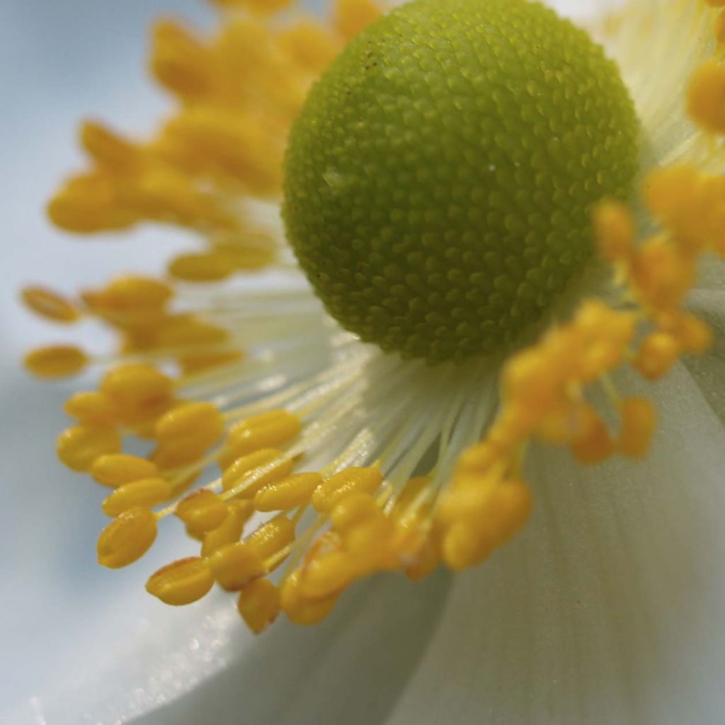 Anemone Honorine Jobert