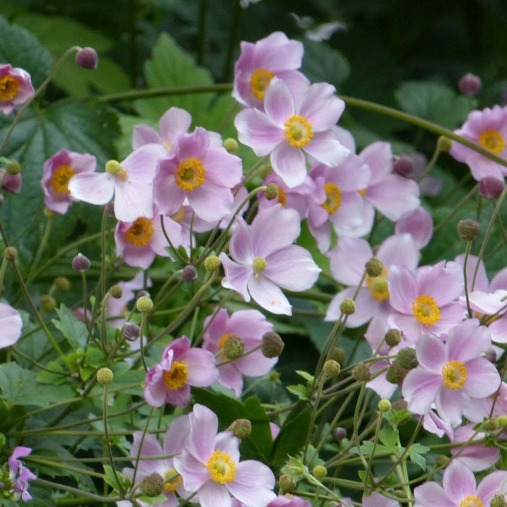 Anemone hupehensis September Charm - Anémona del Japón