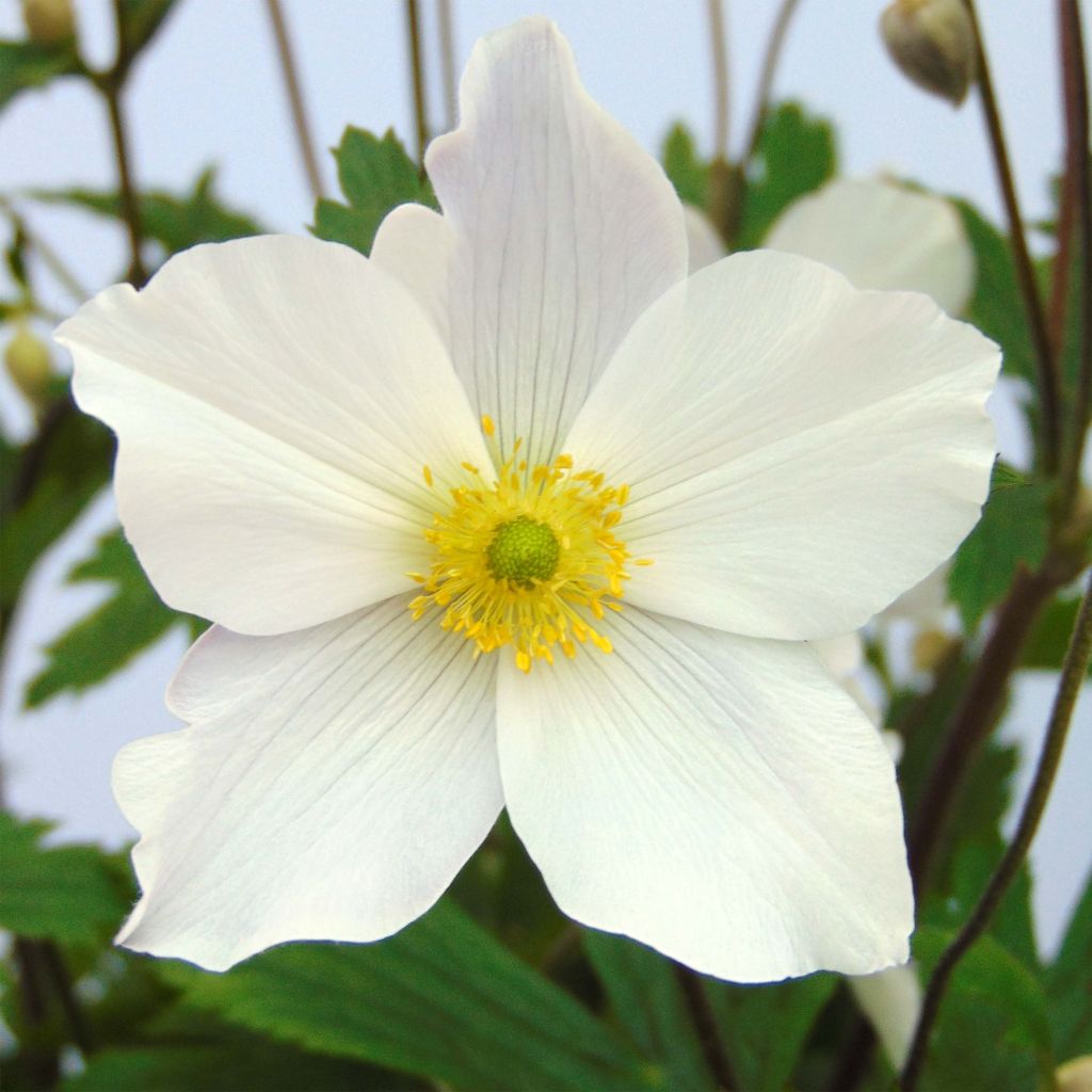 Anemone Wild Swan