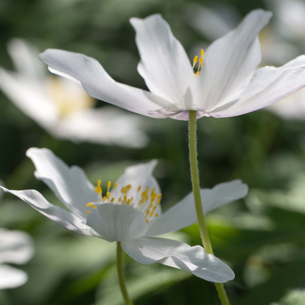 Anemone nemorosa - Anémona de bosque