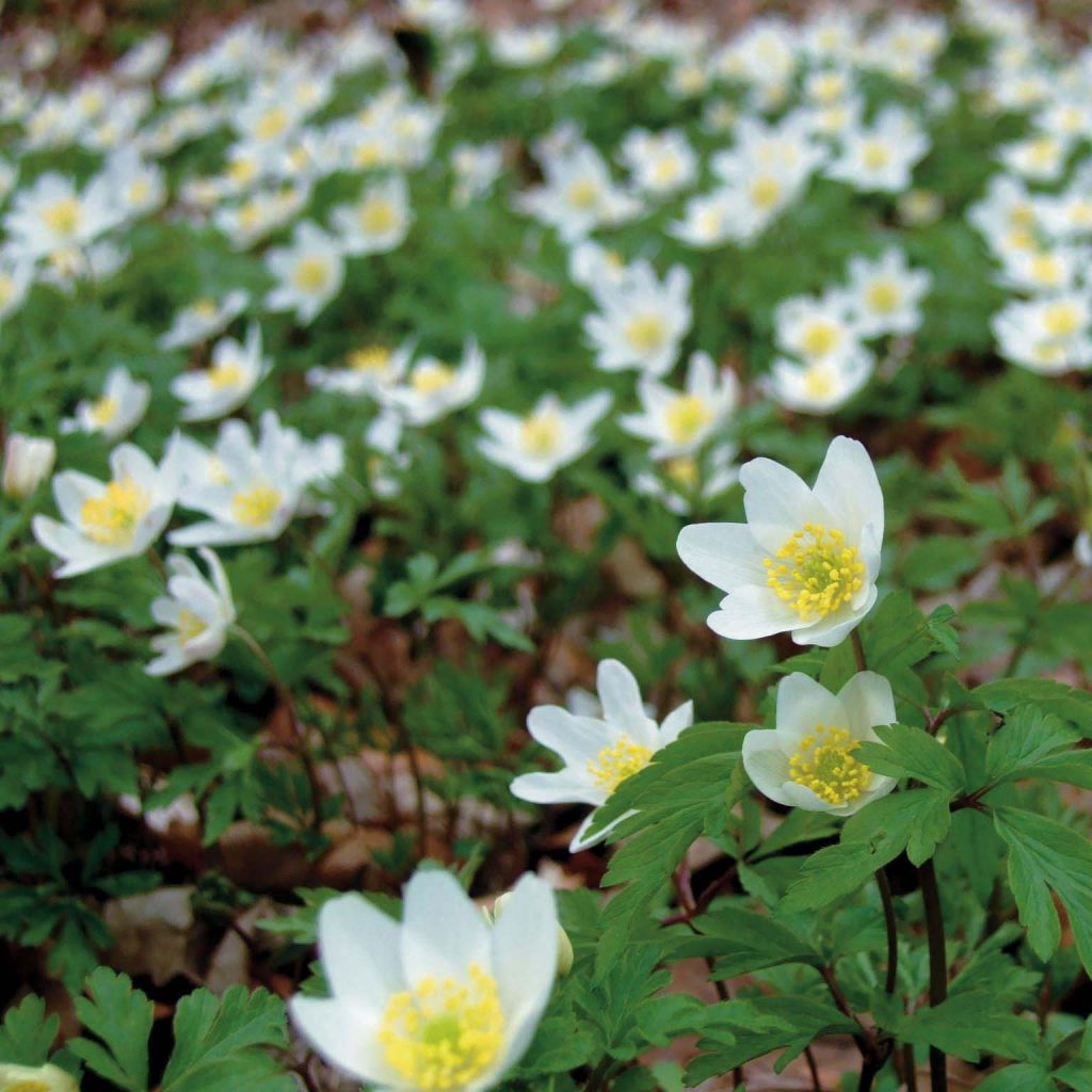 Anemone nemorosa - Anémona de bosque