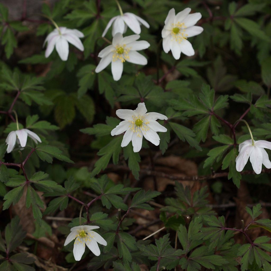 Anemone nemorosa - Anémona de bosque