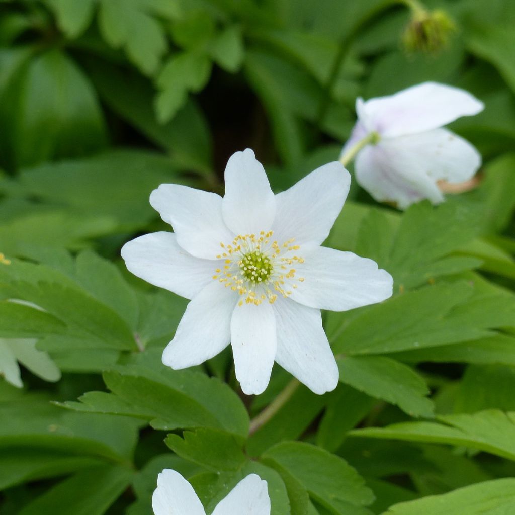 Anemone nemorosa Lychette