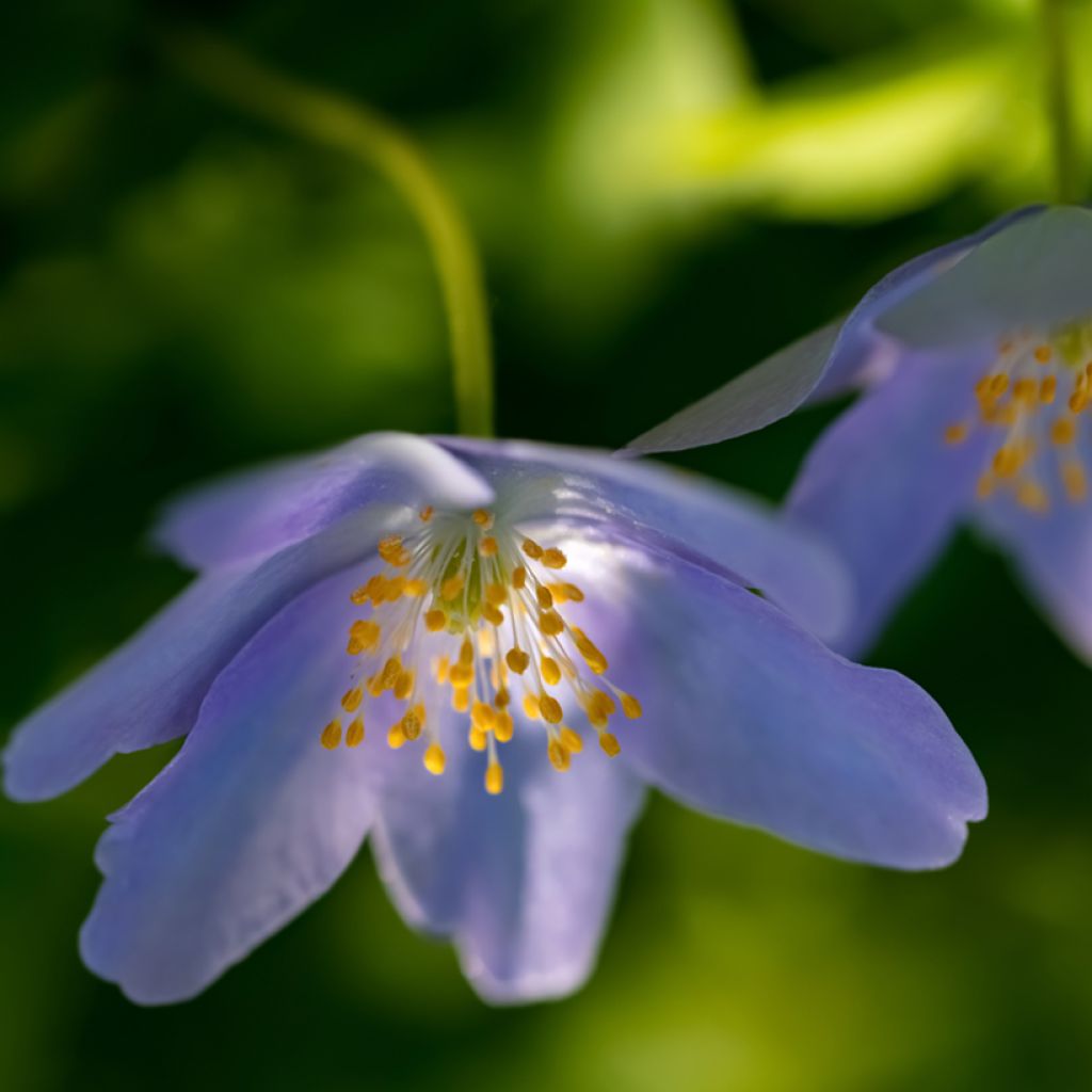 Anemone nemorosa Royal Blue - Anémona de bosque