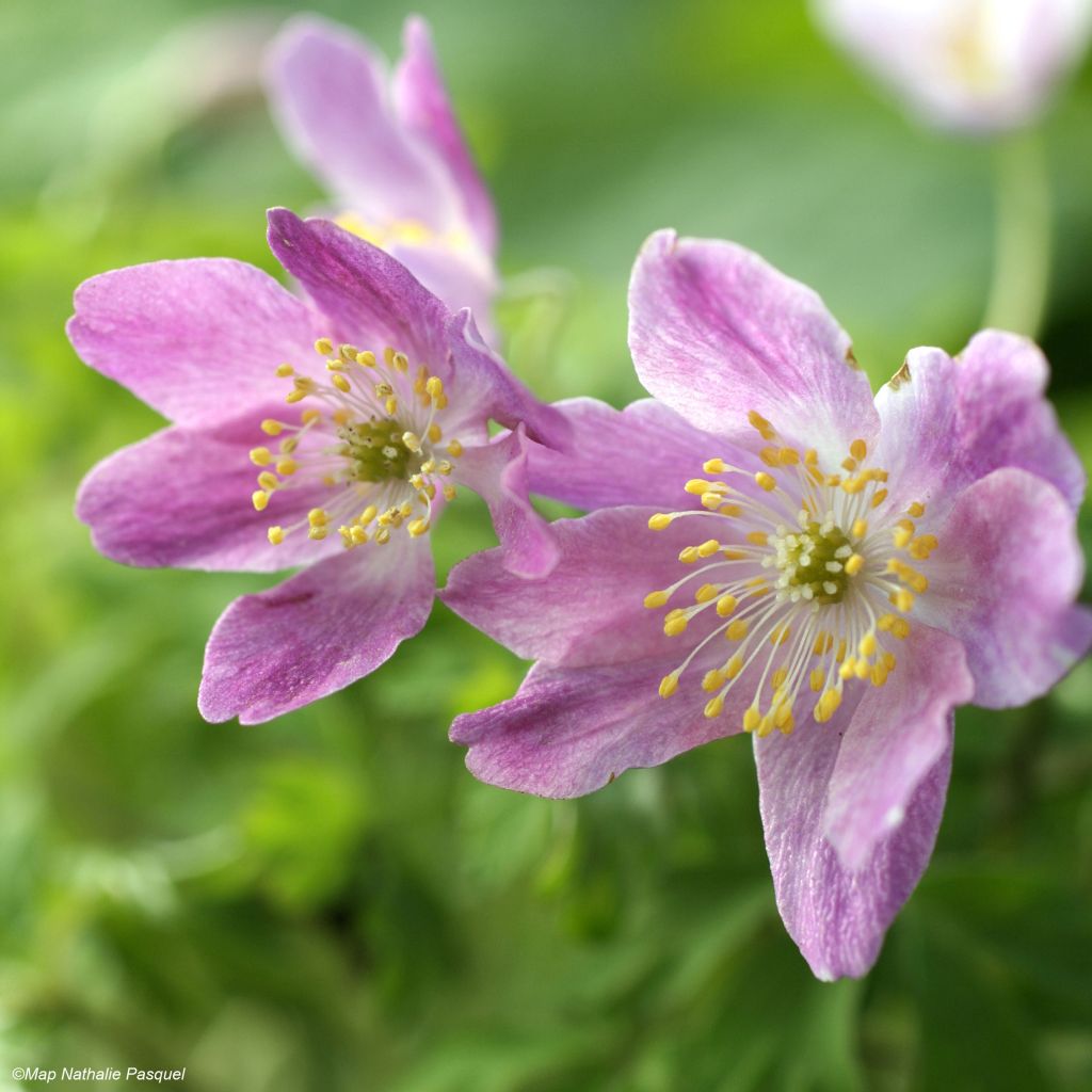 Anemone nemorosa Westwell Pink - Anémona de bosque