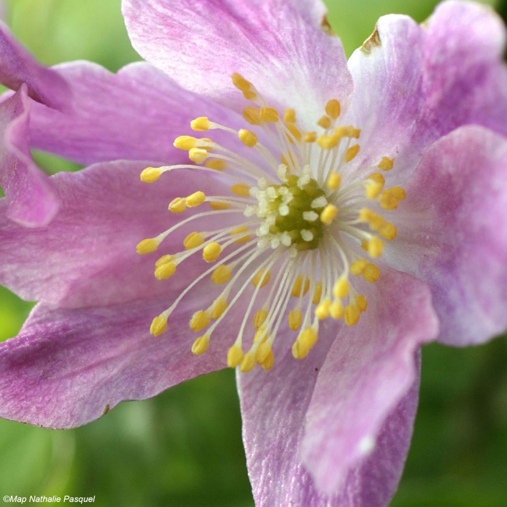 Anemone nemorosa Westwell Pink - Anémona de bosque