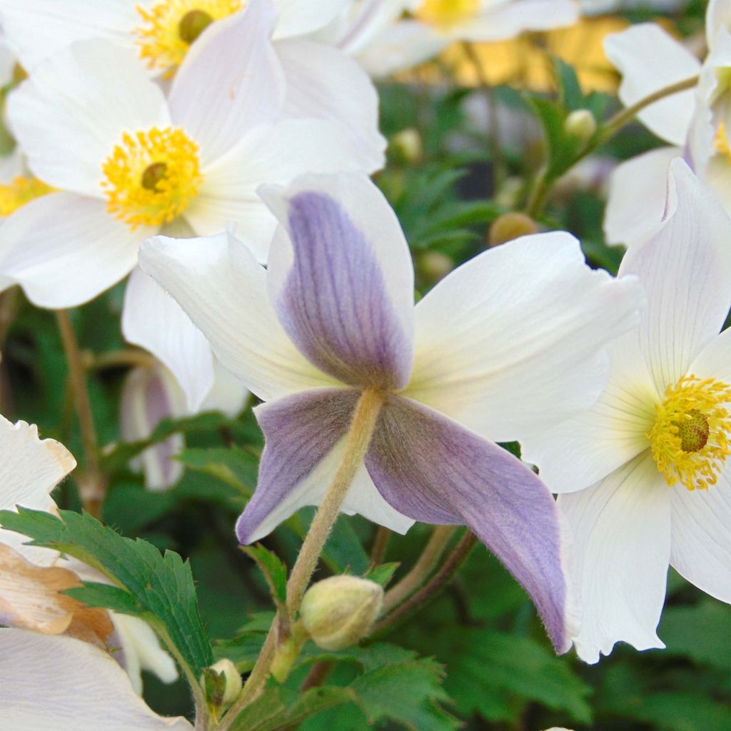 Anemone Wild Swan