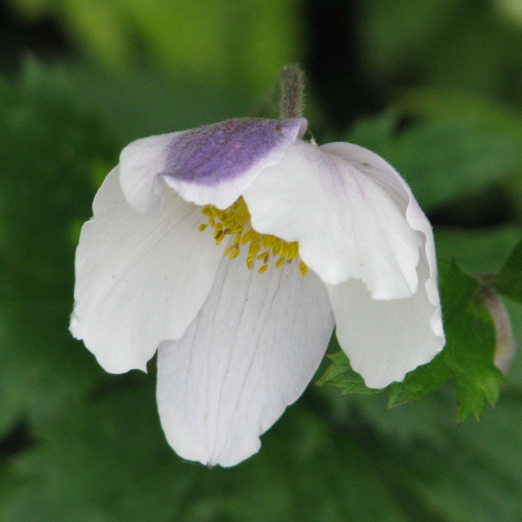 Anemone Wild Swan