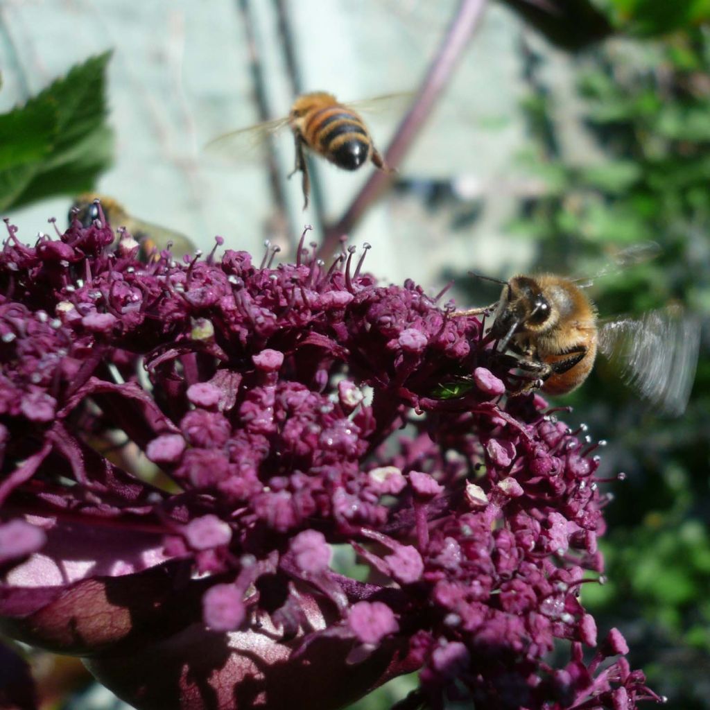 Angelica gigas - Angelica coreana