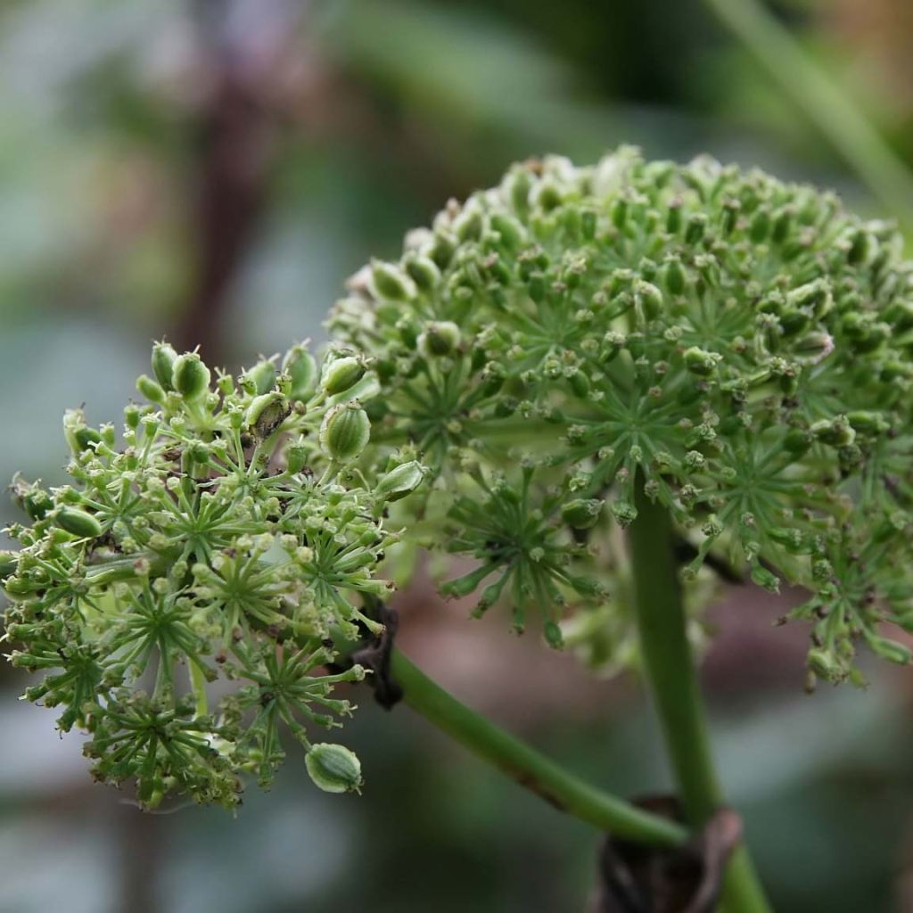 Angelica gigas - Angelica coreana