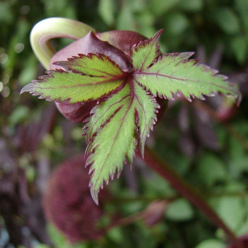 Angelica gigas - Angelica coreana