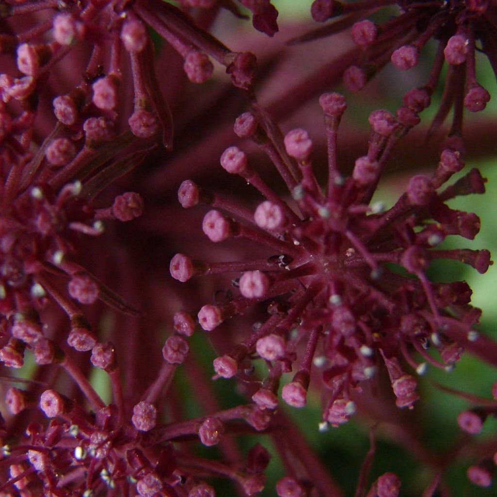 Angelica gigas - Angelica coreana