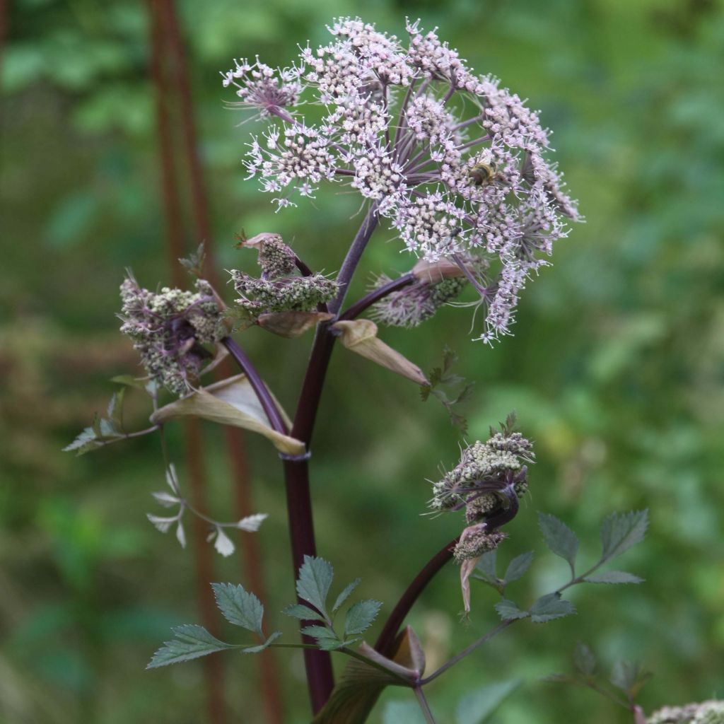 Angelica sylvestris Vicar's Mead