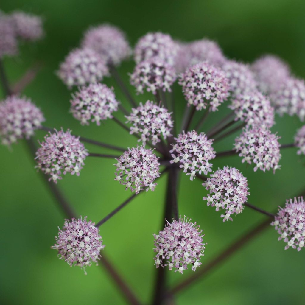 Angelica sylvestris Vicar's Mead