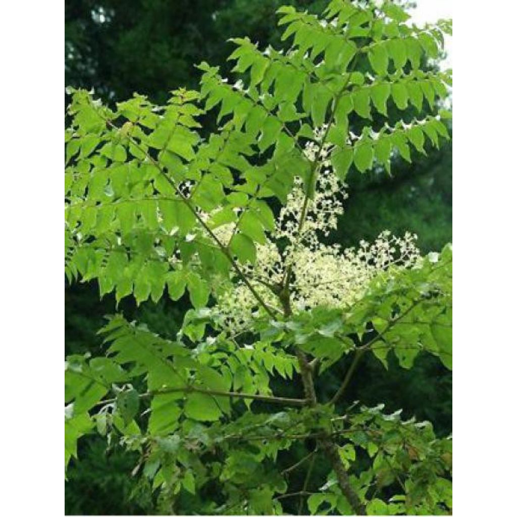 Arbol de angélica japonés - Aralia elata