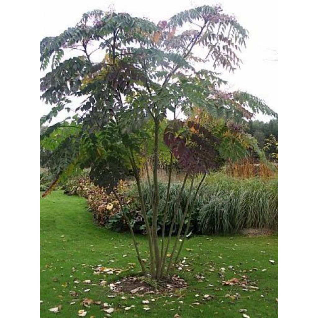 Arbol de angélica japonés - Aralia elata