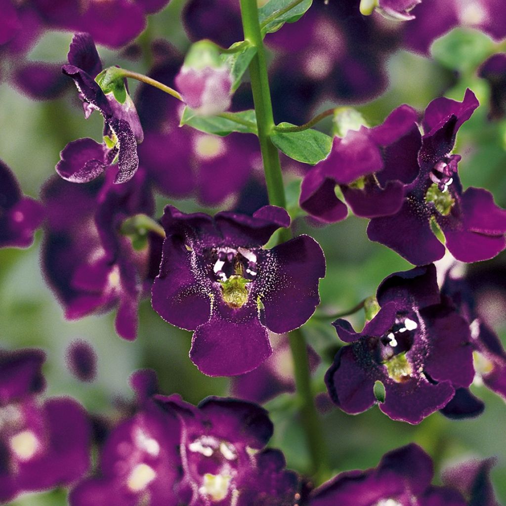 Angelonia Archangel Dark Purple 