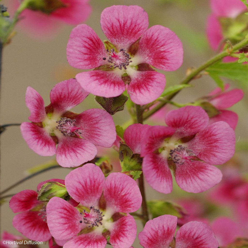 Anisodontea capensis El Rayo